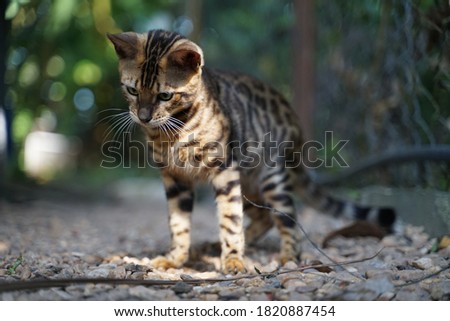 Photo of Endangered Wild Cat Species at Cat Shelter