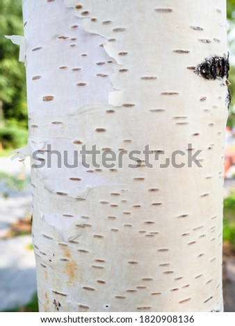 natural white trunk of european white birch tree in autumn day in Moscow city