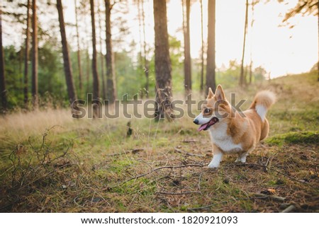 red welsh corgi pembroke dog portait in a forest, happy and smiling