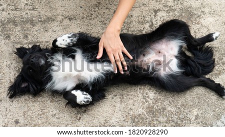 A woman's hand caresses the belly of a dog lying on its back. Royalty-Free Stock Photo #1820928290