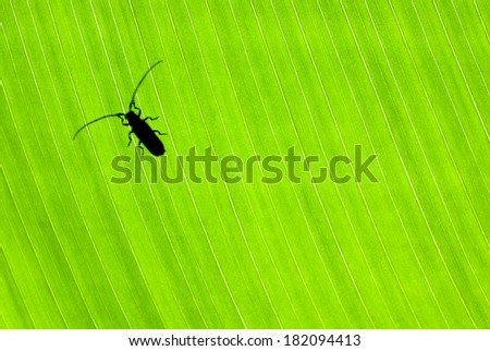 Little black beetle sitting on fresh green leaf, wild nature of Costa Rica, small insect isolated on floral background, wildlife concept 