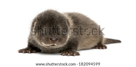 Otter pup lying down, eyes closed, 4 weeks old, isolated on white