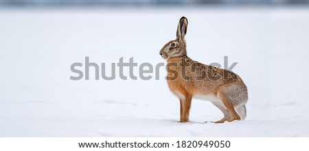 Brown hare, lepus europaeus, standing on snow in winter nature. Wild rabbit observing on a field in cold weather from side view. Herbivore animal with long ears looking aside on white glade.