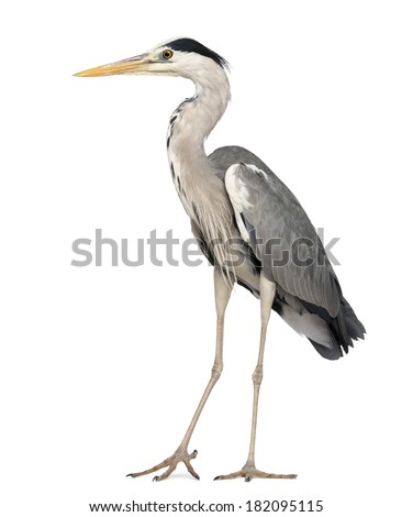 Grey Heron standing, Ardea Cinerea, 5 years old, isolated on white Royalty-Free Stock Photo #182095115