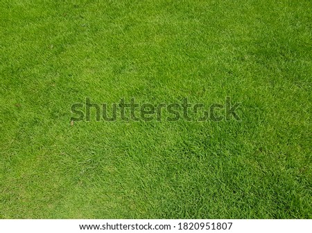 Bright and light Artificial grass for decoration on the balcony and backyard