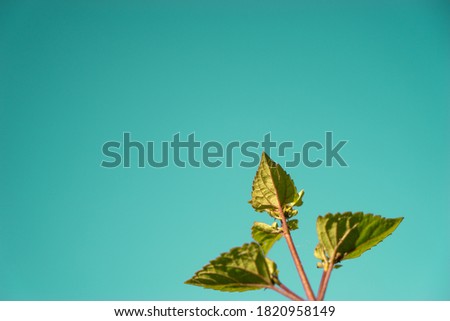 Fresh Green Leaves with blue space