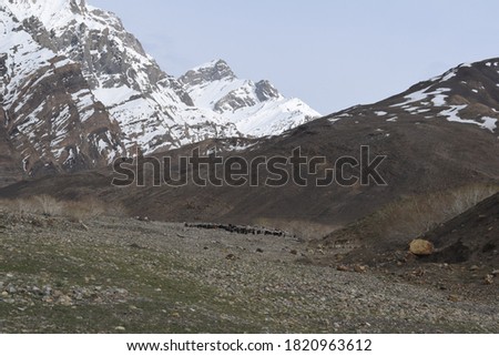 Beautiful Landscape view  and cattle near kunzum pass spiti valley