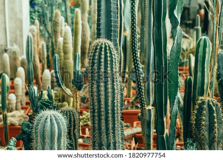 garden with different types of cacti