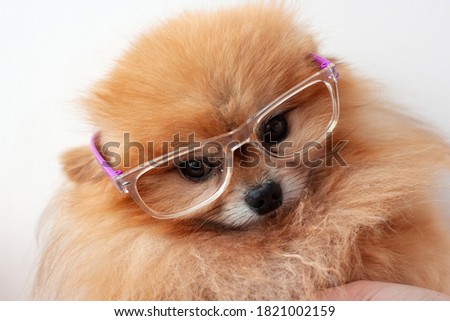 Small dog Pomeranian orange color sitting on a white background with glasses muzzle close up