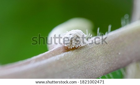 Macro of mealybug with black spot on the side position horizontal closeup on the plant stem isolated in blurred green background. Royalty-Free Stock Photo #1821002471
