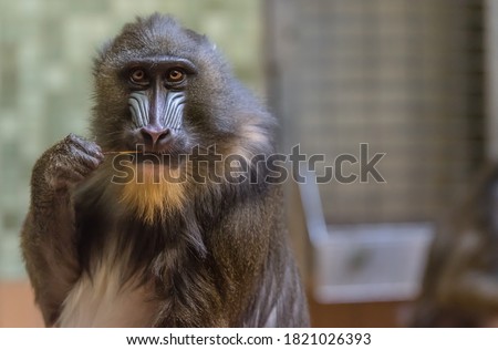 Baboon eating a stick and looking at me inside its cage at the zoo