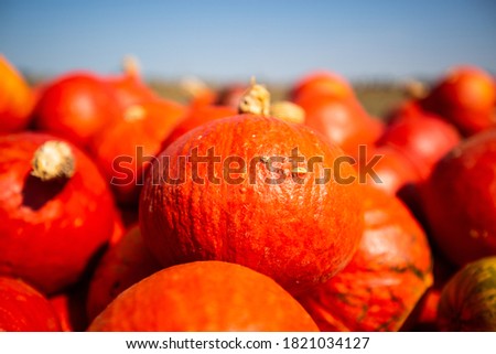 Pumpkins in the field to buy, blue sky