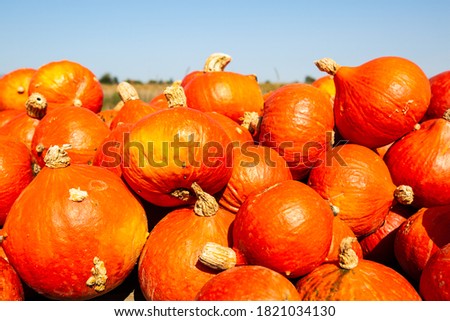 

Pumpkins in the field to buy, blue sky