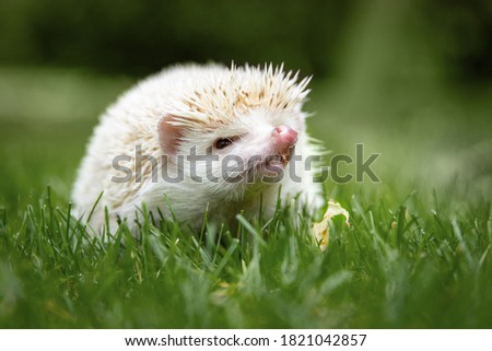 Funny white hedgehog runs on green grass in the zoo. Image with  selective focus.