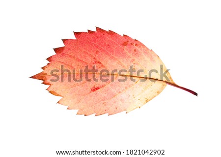 colored autumn leaf isolated on white background
