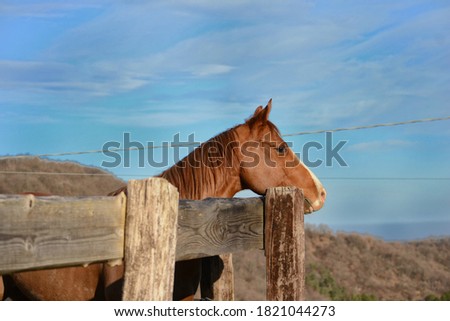 horse portrait picture nikon photo
