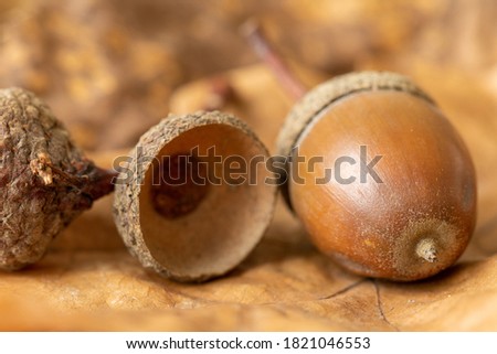 Acorns on fallen autumn leaves. Brown acorns on oak leaves. Autumn symbol. Detail of nature.