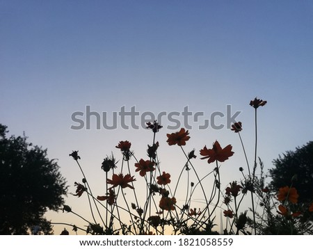 sunset view of flowers in garden 