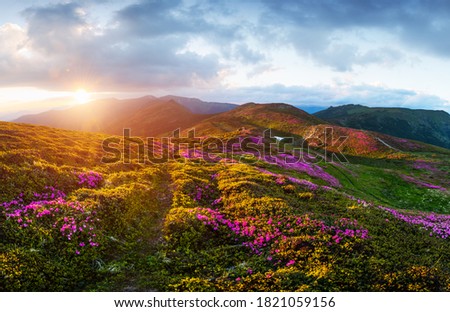 Rhododendron flowers covered mountains meadow in summer time. Purple sunrise light glowing on a foreground. Landscape photography