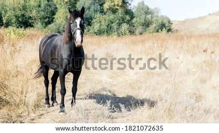 dark horse in a field of dry grass