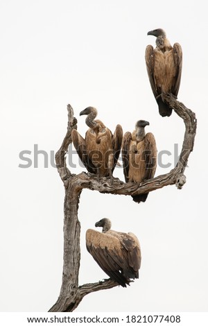 White Backed Vultures perched on a tree near a buffalo carcass in South Africa Royalty-Free Stock Photo #1821077408