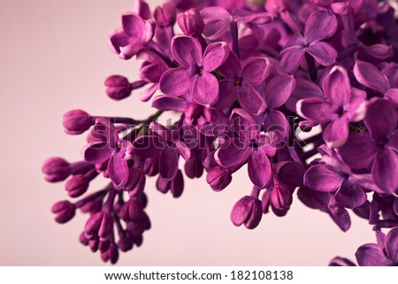 Purple Lilac closeup