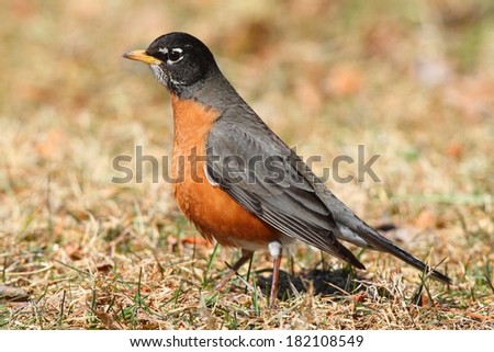 Male American Robin (Turdus migratorius) looking for worms on a lawn in spring