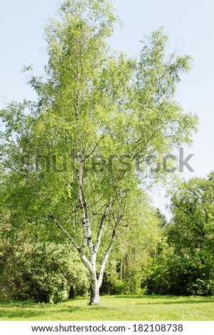 The tall birch dissolve the leaves in spring
