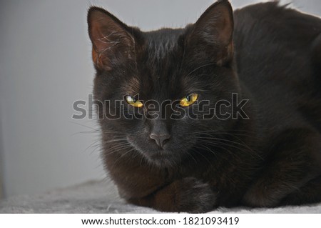 Domestic black cat on a gray background.
