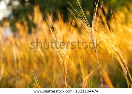 Pampas grass outdoor in light pastel colors. Sunny wheat wallpaper in boho style. Golden ripe ears on sunny morning. Soft light nature banner. Boho wedding invitation photo. Yoga classes natural mood.