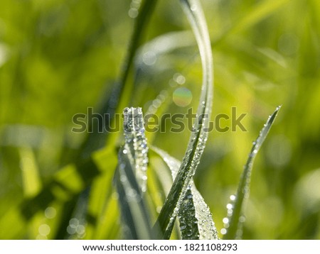 Macro photo of dew drops in the grass with sun glare.