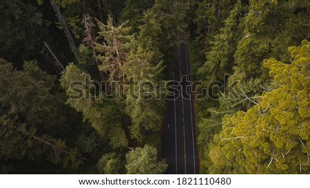 Aerial View of Giant Redwood Trees on Newton B. Drury Scenic Parkway road in Redwoods State and National Park, an American park famous for its spectacular trees, hikes, drives, & biological diversity. Royalty-Free Stock Photo #1821110480