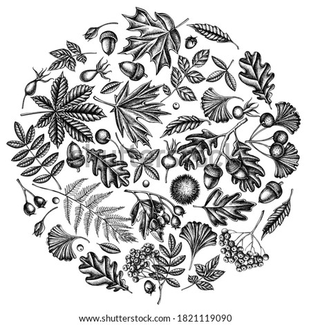 Round design with black and white fern, dog rose, rowan, ginkgo, maple, oak, horse chestnut, chestnut, hawthorn