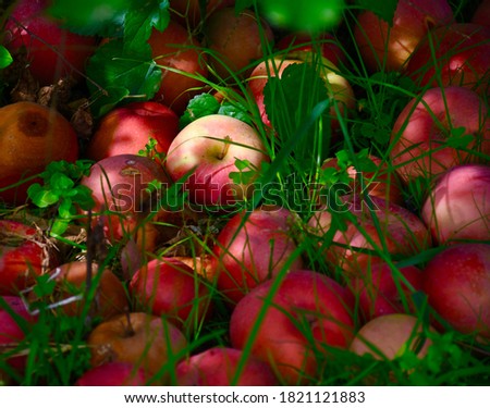 Red apples on the ground in an orchard. Picture taken in St. Charles, Missouri.