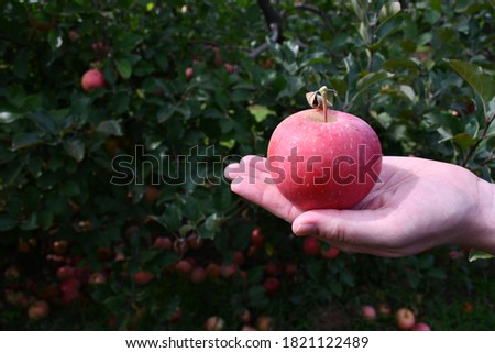 A red apple sitting in someone’s hand. Picture taken in St. Charles, Missouri.
