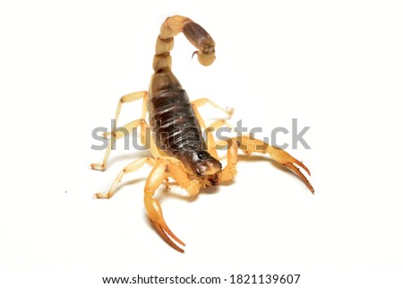 Closeup picture of desert hairy scorpion Hadrurus concolorous (Scorpiones: Hadruridae, former Caraboctonidae) from Mexico, photographed on white background