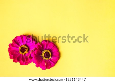 Three Zinnias On Deep Yellow Canvas With Copy SpaceSpace for text, flat lay