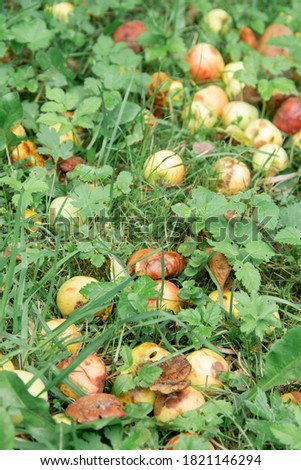 crop wild have fallen to the ground fruit apples