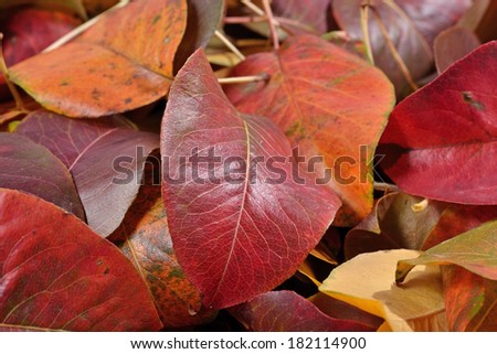 Fallen autumn leaves of pear on the ground