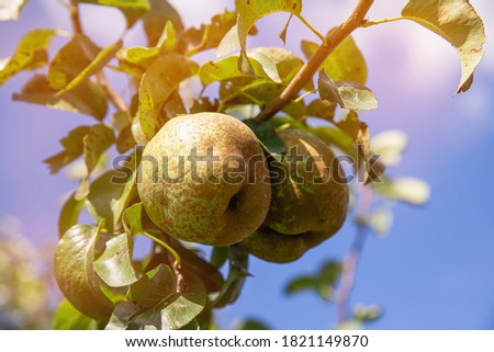 Ripe green pears hang on a tree in summer in the sun against a b