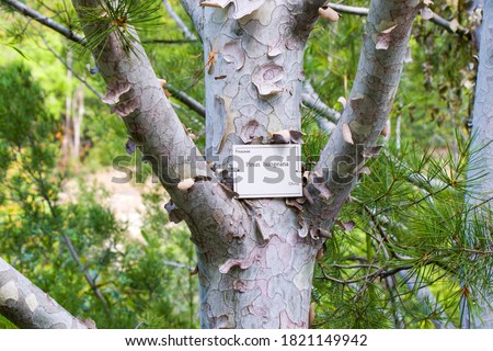 Pinus bungeana tree close-up in Tbilisi botanical garden, Georgia