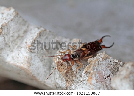 Close up of an earwig
