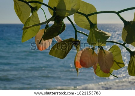 closeup of green leaves with sea background