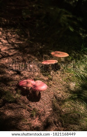 A vertical shot of red mushrooms growing in the forest
