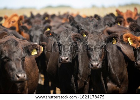 
Angus Farm Ranch and Hereford Cattle Royalty-Free Stock Photo #1821178475