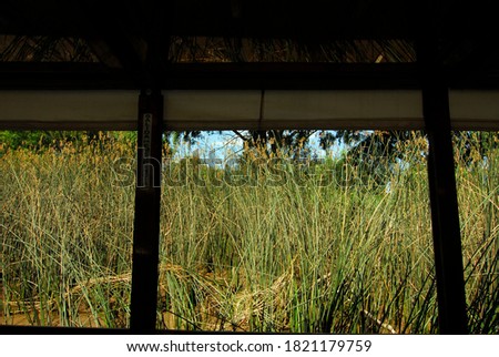 green reed plants at the water, a biotope in nature