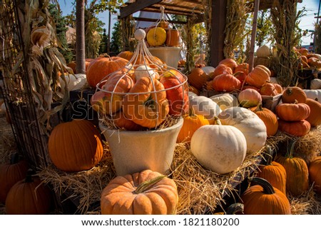 Pumpkin harvest and display.  The brightly colored and variety of pumpkins heralds in the Autumn Season.
