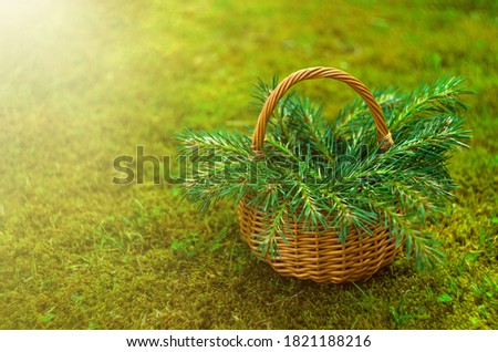Wicker basket with Christmas tree branches