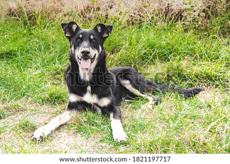 Portrait of black dog sitting on green grass and enjoy her day. Puppy waiting for adoption in the shelter. Domestic pet looking for home and care family.