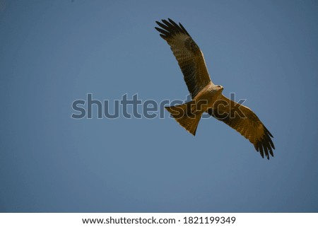 Black Kite (Milvus migrans) flying. Blue Sky.
